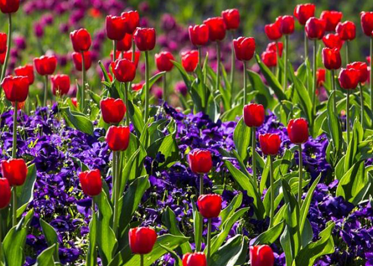 spring flowers